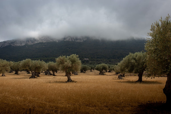 About Tunisian olive oil production